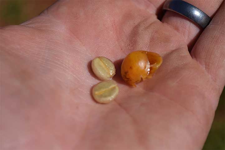 BeansAndCherry