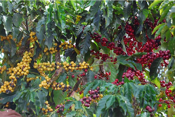 Cherries